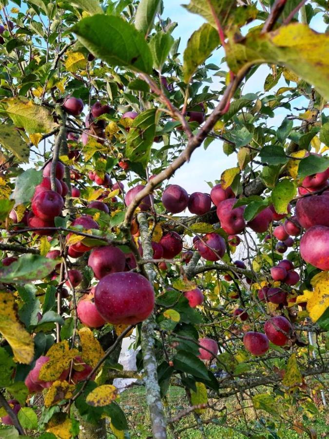 Schoenauerhof- Urlaub Im Gruenen Aber Doch In Der Stadt Passavia Esterno foto